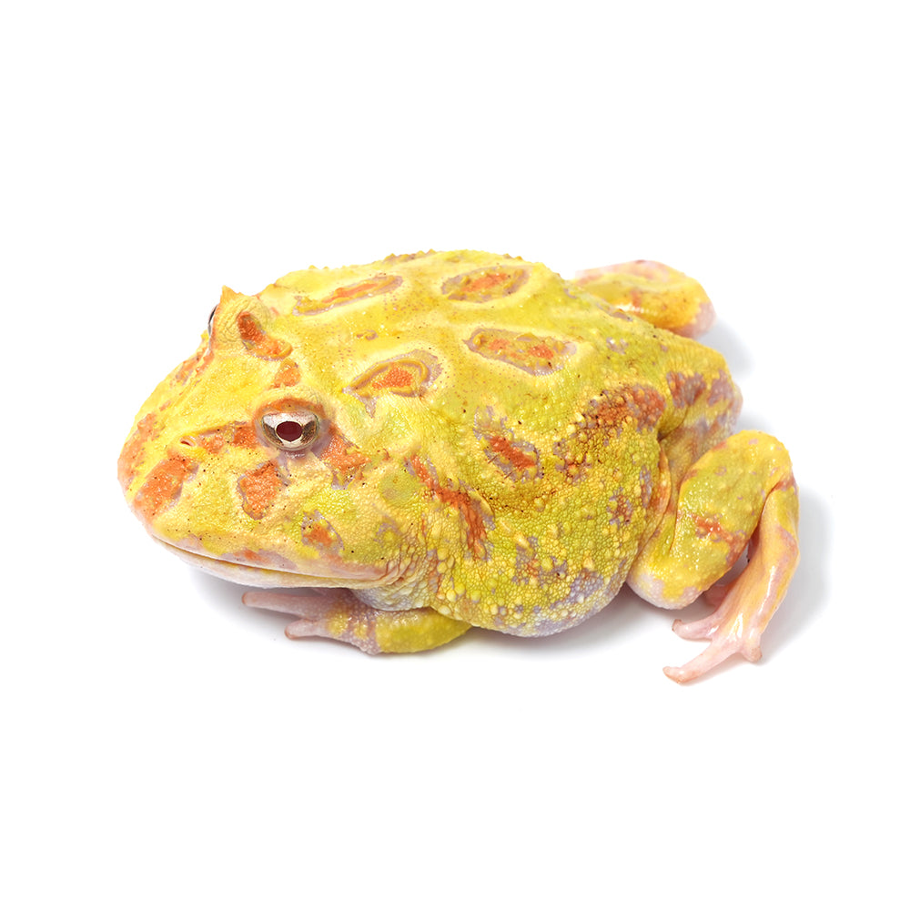 Albino Cranwell's Horned Frog (Pacman)