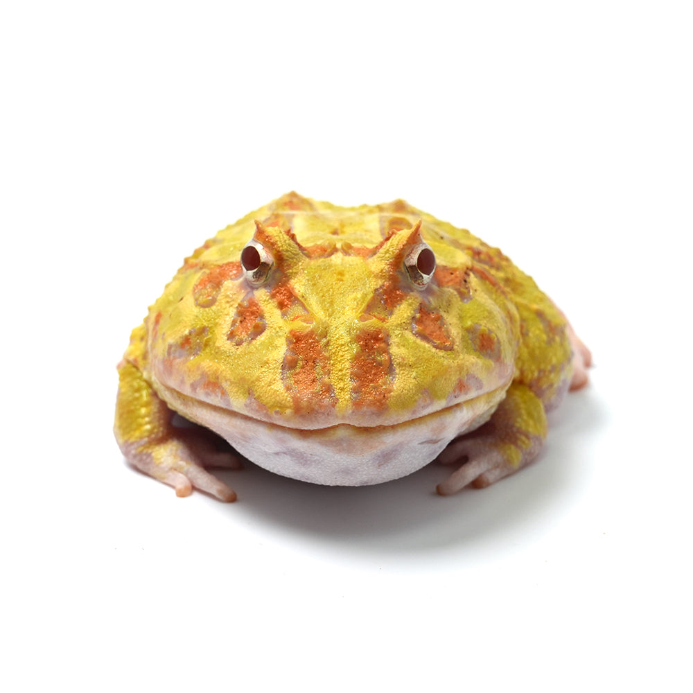 Albino Cranwell's Horned Frog (Pacman)