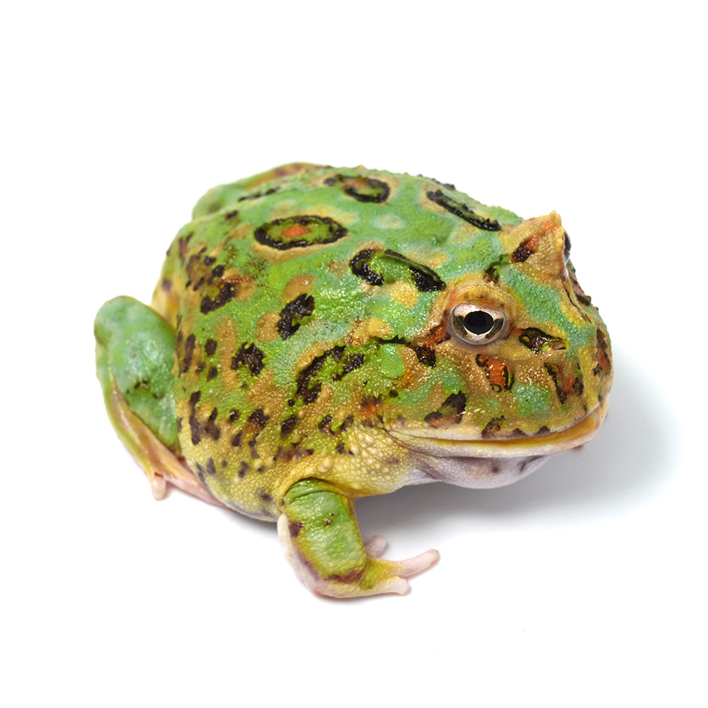 Mint Green Cranwell's Horned Frog (Pacman)