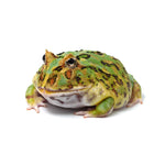 Mint Green Cranwell's Horned Frog (Pacman)