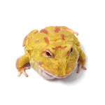 Albino Cranwell's Horned Frog (Pacman)