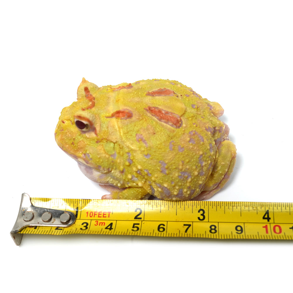 Albino Cranwell's Horned Frog (Pacman)