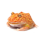 Strawberry Cranwell's Horned Frog (Pacman)
