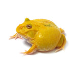 Albino Cranwell's Horned Frog (Pacman)