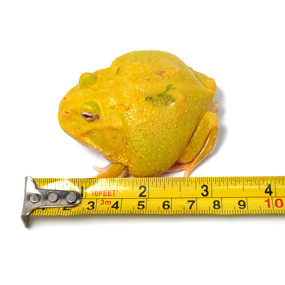 Albino Cranwell's Horned Frog (Pacman)