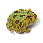 Mint Green Cranwell's Horned Frog (Pacman)