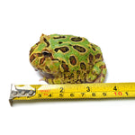 Mint Green Cranwell's Horned Frog (Pacman)