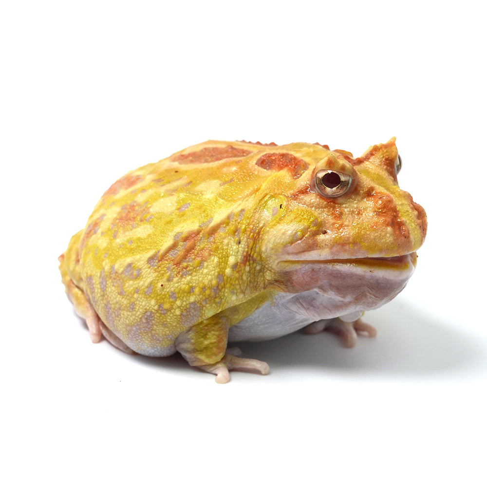 Albino Cranwell's Horned Frog (Pacman)