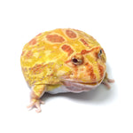 Albino Cranwell's Horned Frog (Pacman)