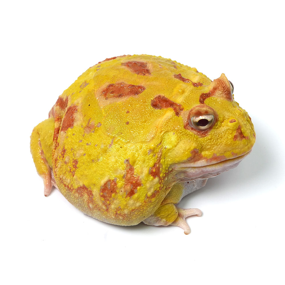 Albino Cranwell's Horned Frog (Pacman)