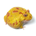 Albino Cranwell's Horned Frog (Pacman)