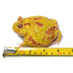 Albino Cranwell's Horned Frog (Pacman)