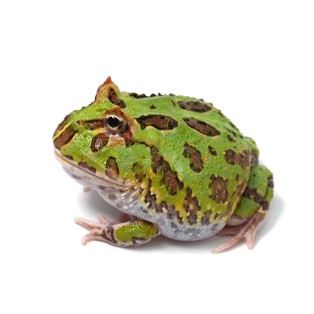 Green Cranwell's Horned Frog (Pacman)