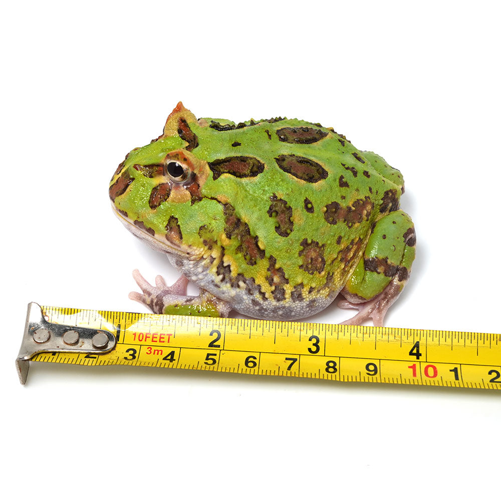 Green Cranwell's Horned Frog (Pacman)
