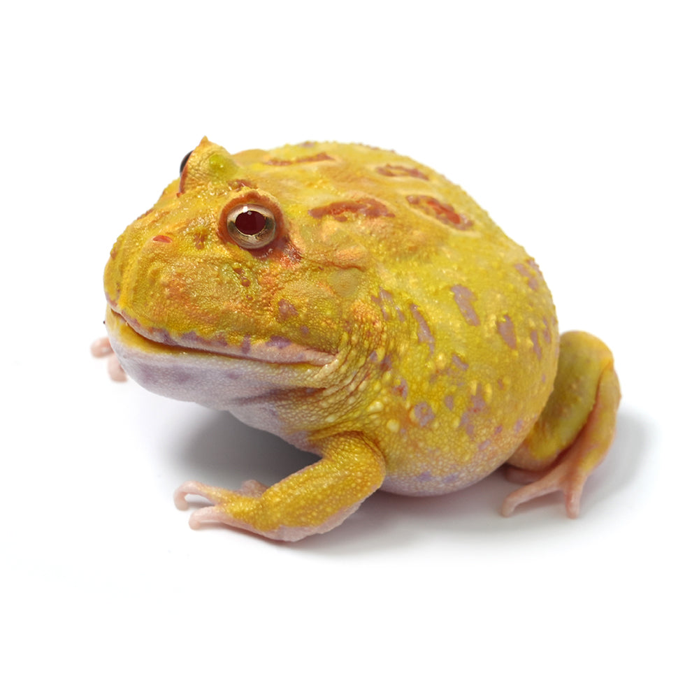 Albino Cranwell's Horned Frog (Pacman)
