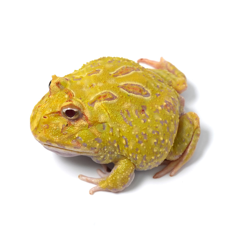 Albino Cranwell's Horned Frog (Pacman)