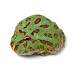 Green Cranwell's Horned Frog (Pacman)
