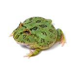 Green Cranwell's Horned Frog (Pacman)