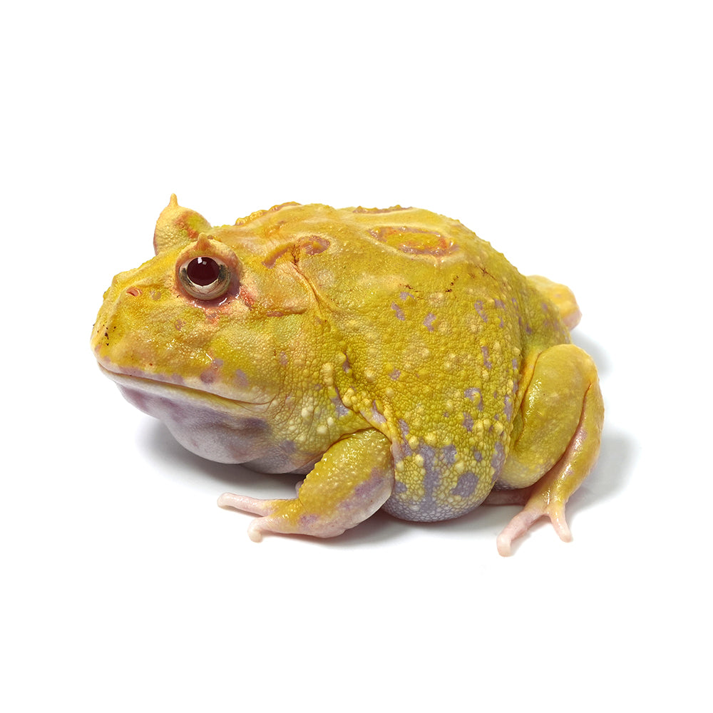 Albino Cranwell's Horned Frog (Pacman)