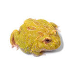 Albino Cranwell's Horned Frog (Pacman)