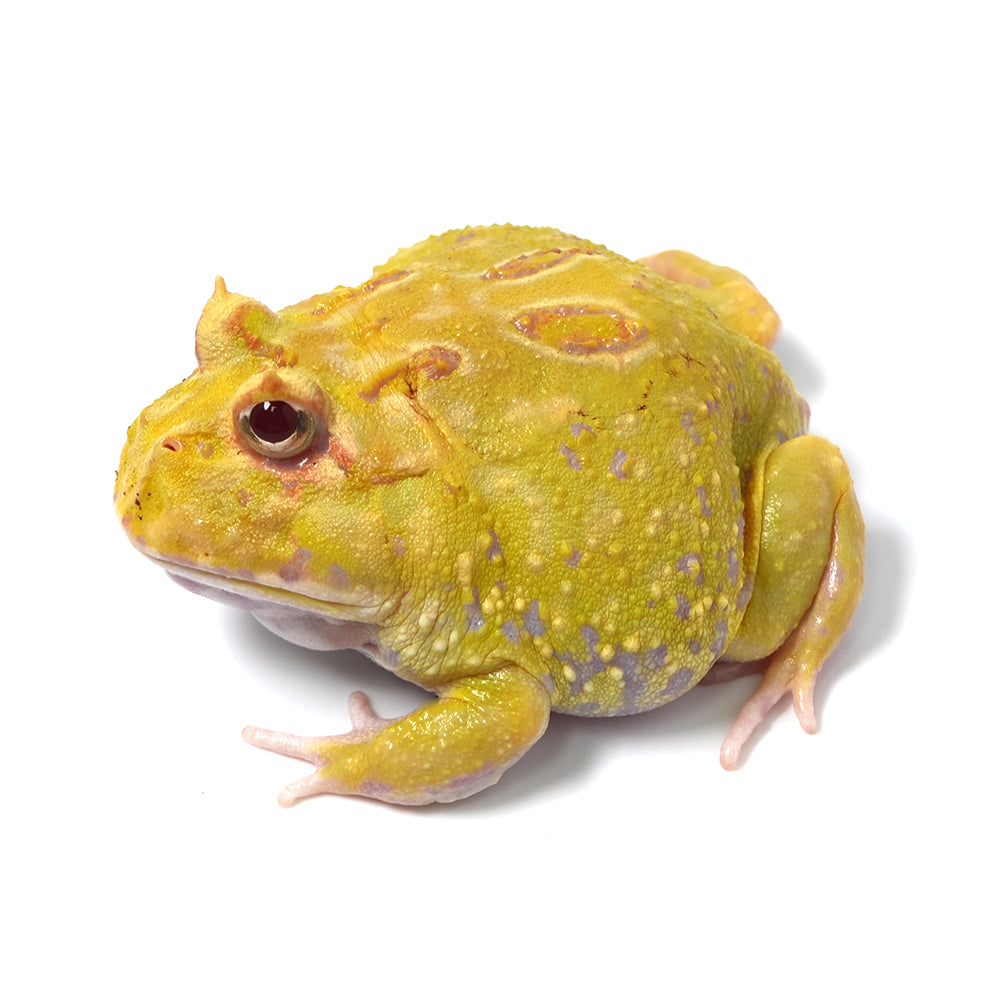 Albino Cranwell's Horned Frog (Pacman)