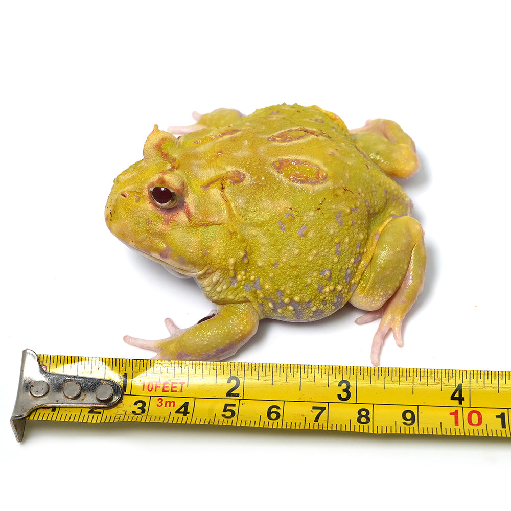 Albino Cranwell's Horned Frog (Pacman)