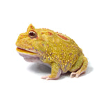 Albino Cranwell's Horned Frog (Pacman)