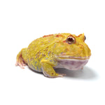 Albino Cranwell's Horned Frog (Pacman)