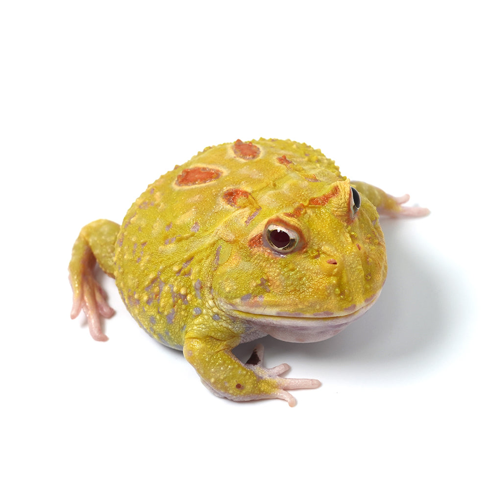 Albino Cranwell's Horned Frog (Pacman)