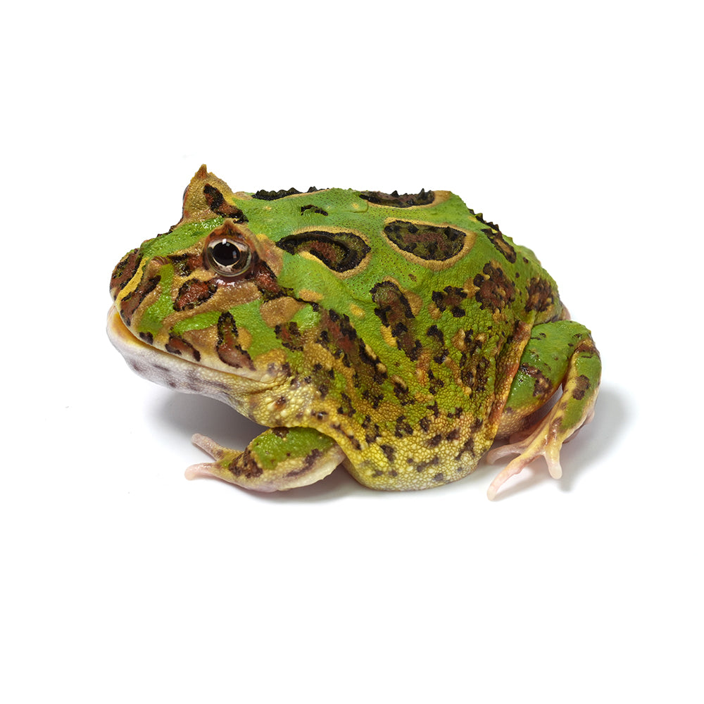 Green Cranwell's Horned Frog (Pacman)