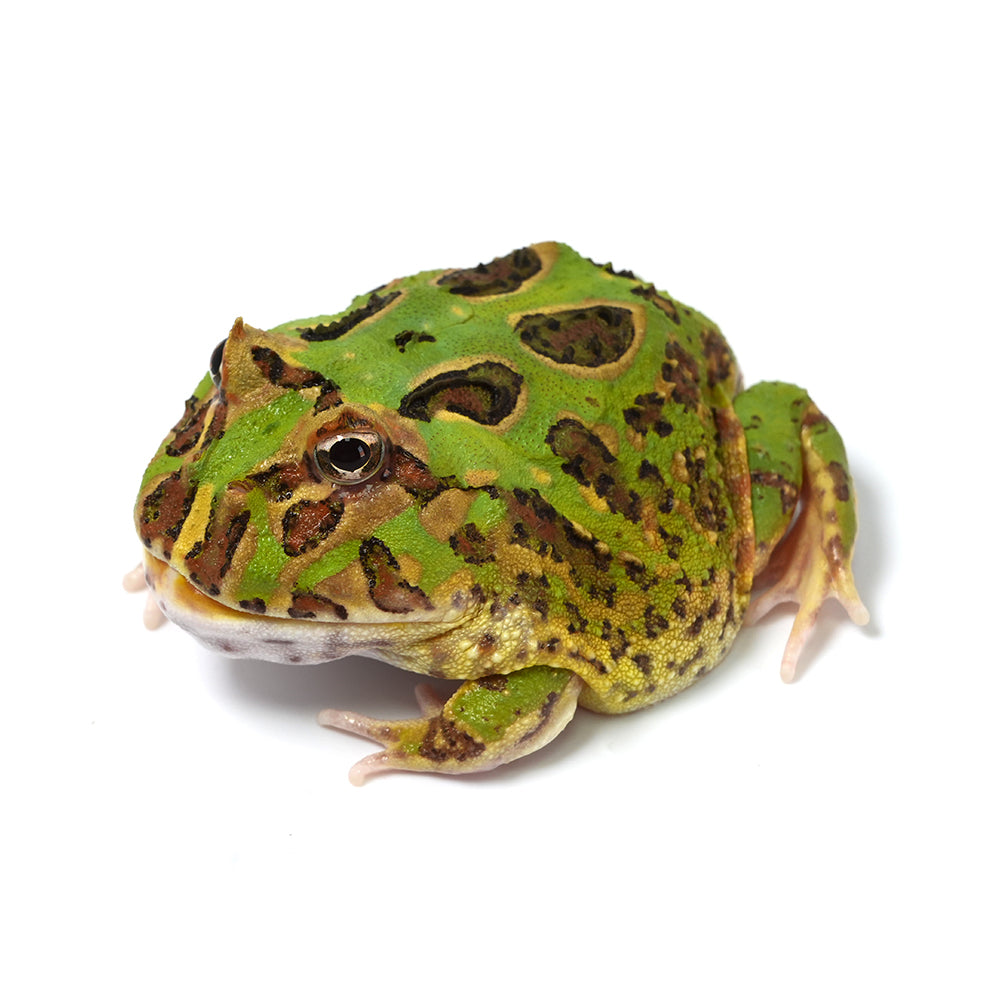 Green Cranwell's Horned Frog (Pacman)