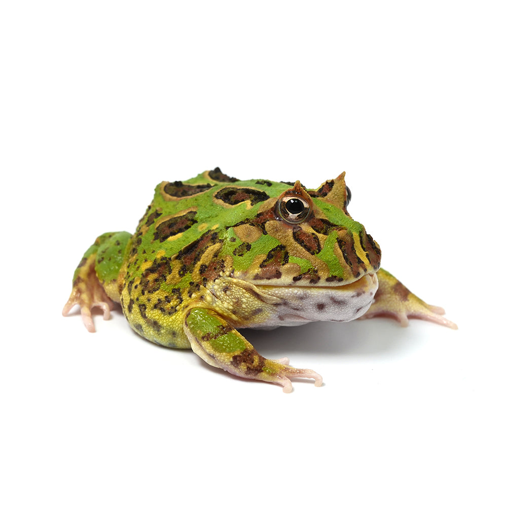 Green Cranwell's Horned Frog (Pacman)
