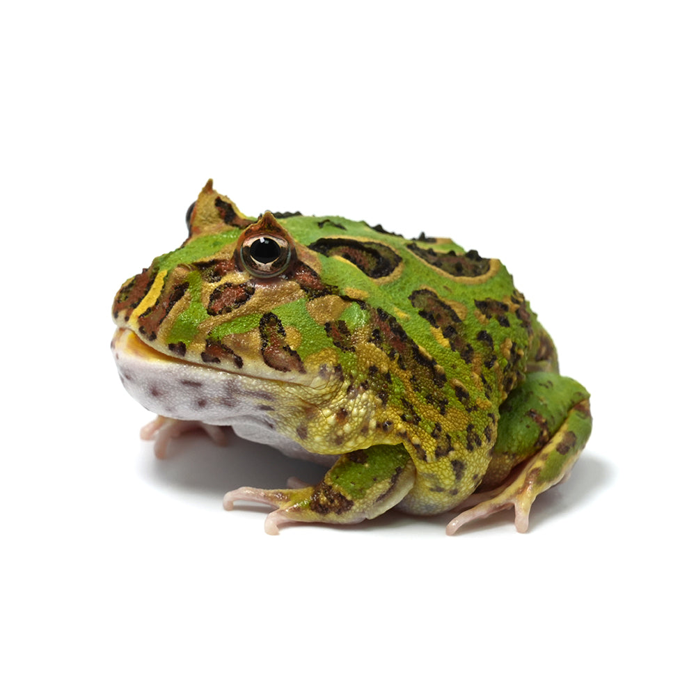 Green Cranwell's Horned Frog (Pacman)