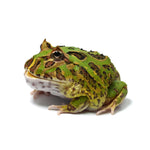 Green Cranwell's Horned Frog (Pacman)