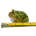 Green Cranwell's Horned Frog (Pacman)