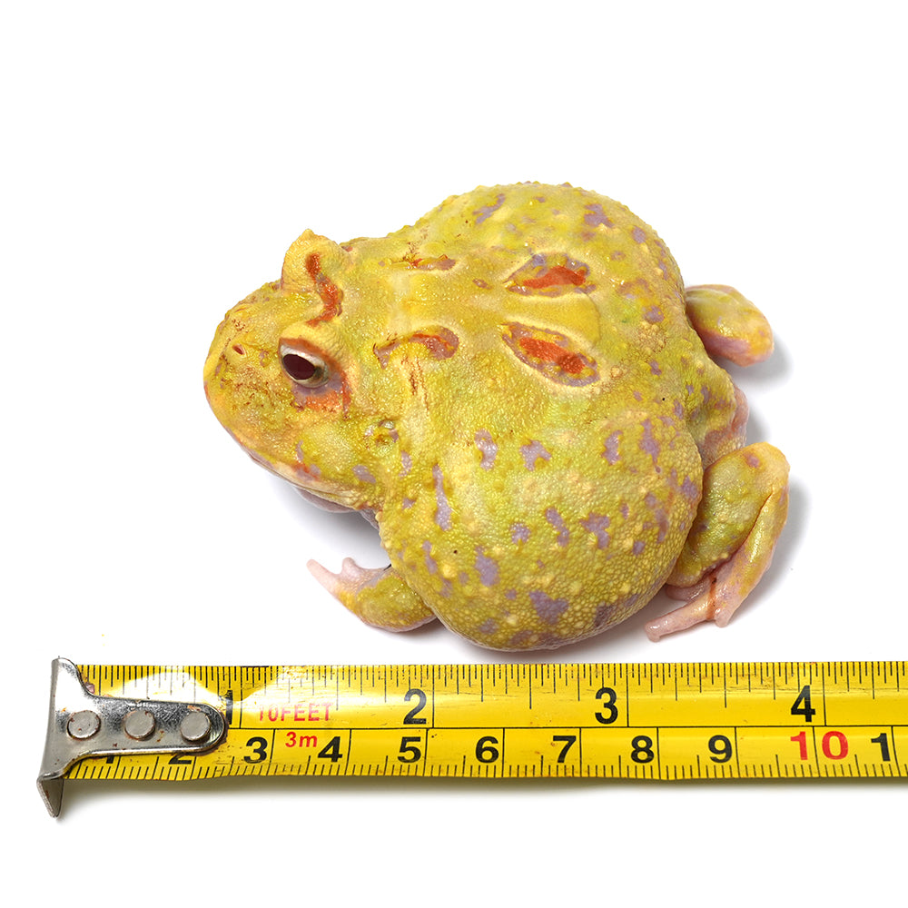 Albino Cranwell's Horned Frog (Pacman)