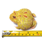 Albino Cranwell's Horned Frog (Pacman)