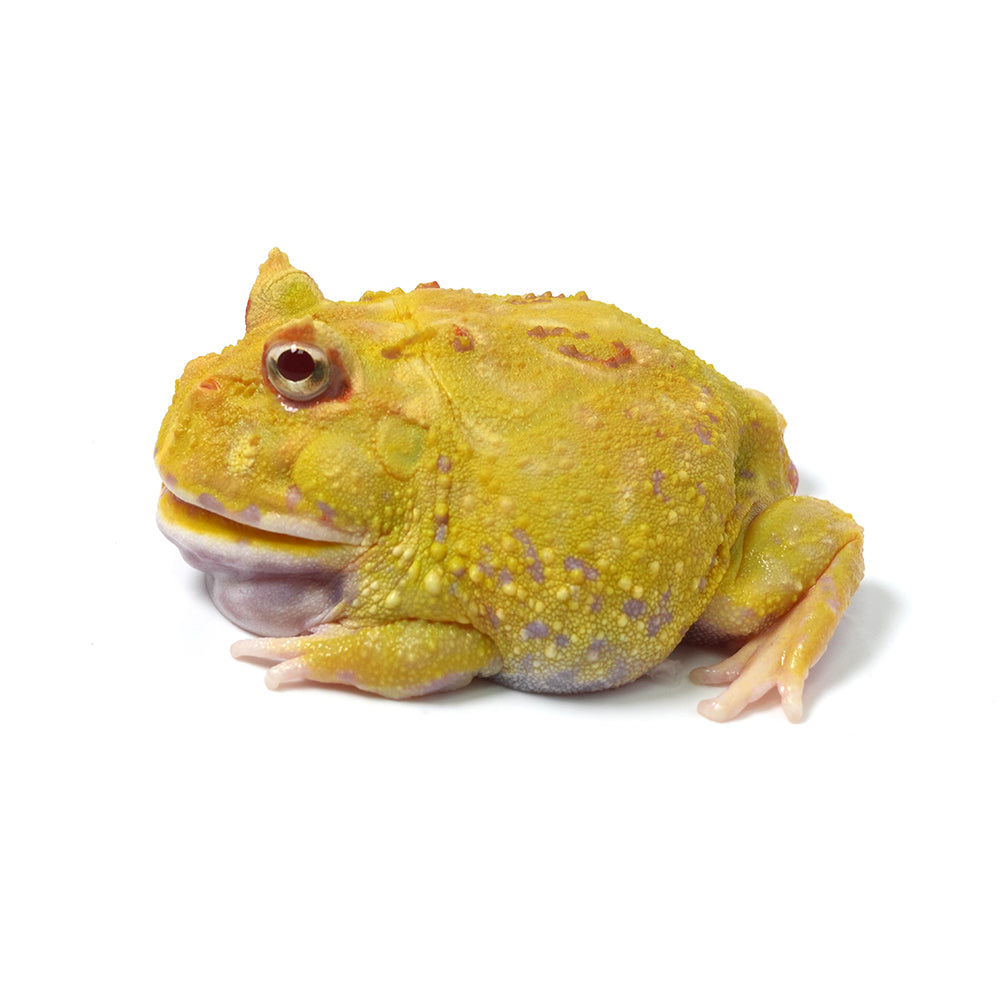 Albino Cranwell's Horned Frog (Pacman)