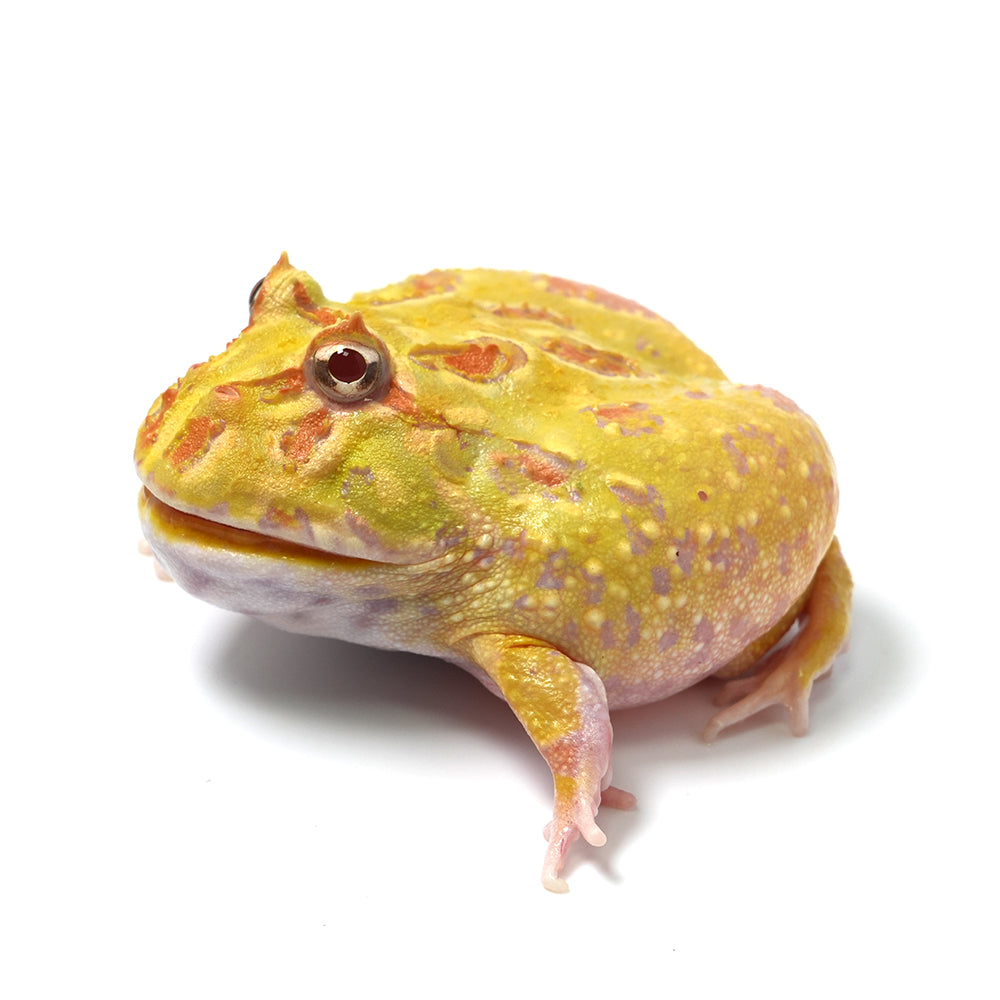 Albino Cranwell's Horned Frog (Pacman)