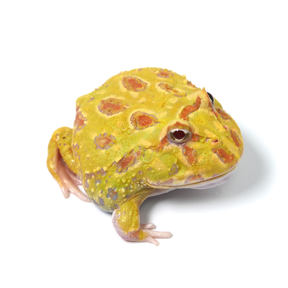 Albino Cranwell's Horned Frog (Pacman)