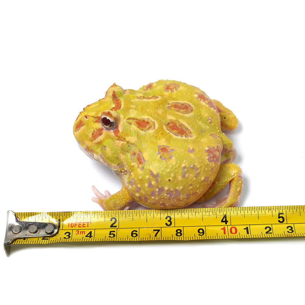 Albino Cranwell's Horned Frog (Pacman)