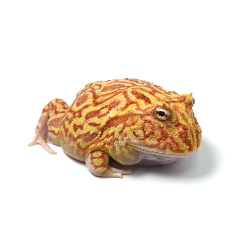 Strawberry Cranwell's Horned Frog (Pacman)