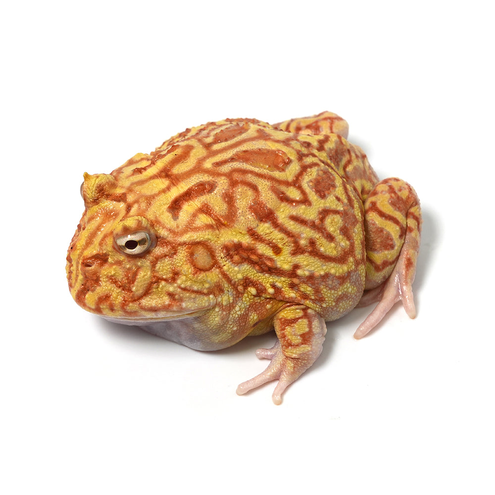 Strawberry Cranwell's Horned Frog (Pacman)