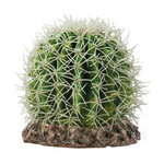 Hobby Cactus Sonora M 15x15x13cm