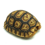 Leopard Tortoise 5 to 6 cm