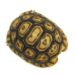 Leopard Tortoise 5 to 6 cm
