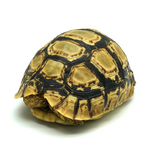 Leopard Tortoise 7 to 8 cm