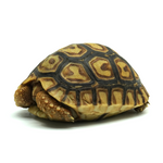 Leopard Tortoise 5 to 6 cm