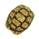 Leopard Tortoise 7 to 8 cm