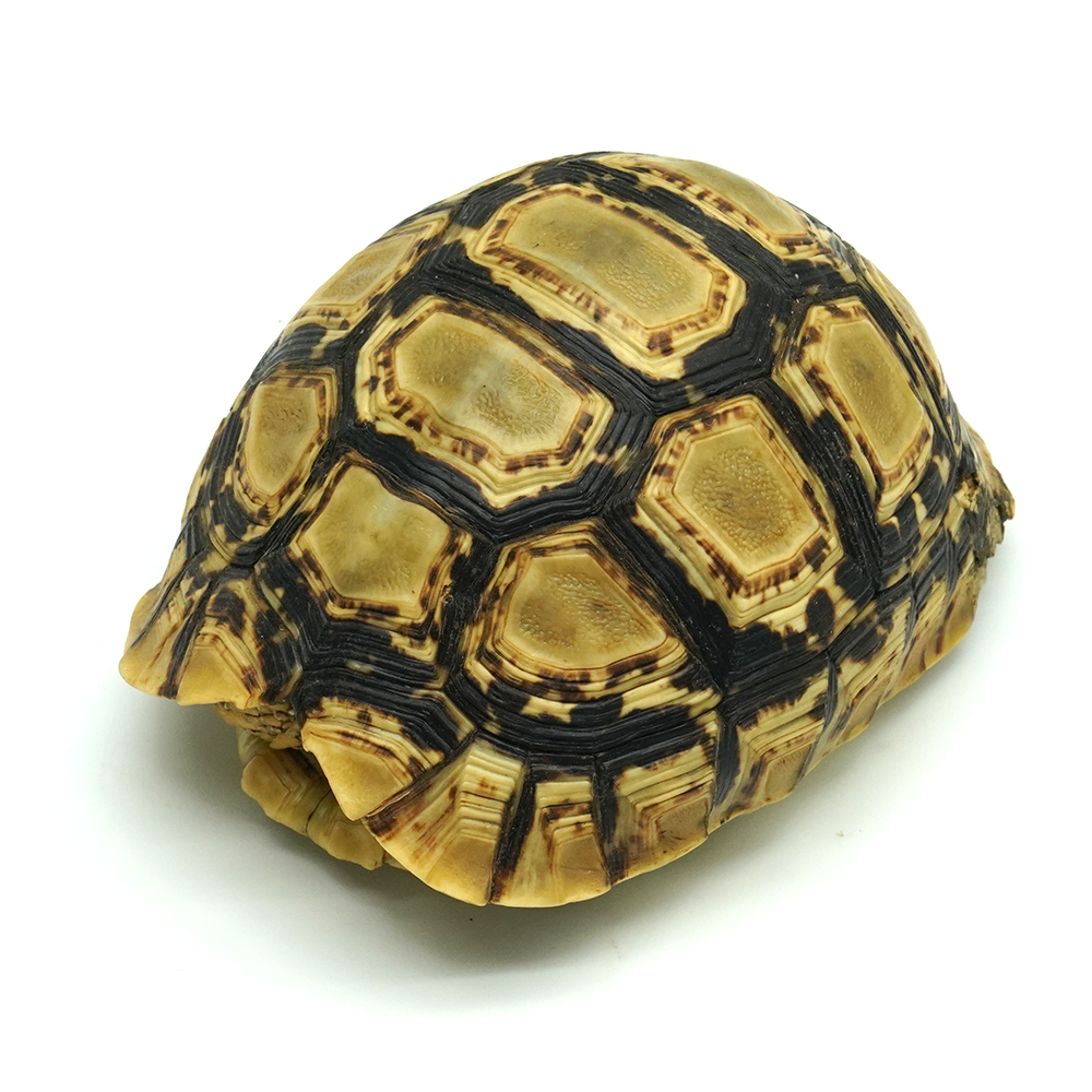 Leopard Tortoise 7 to 8 cm